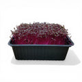 Amaranto Microgreen Vivo in Vaschetta - Freschezza Live e Colore Magnetico