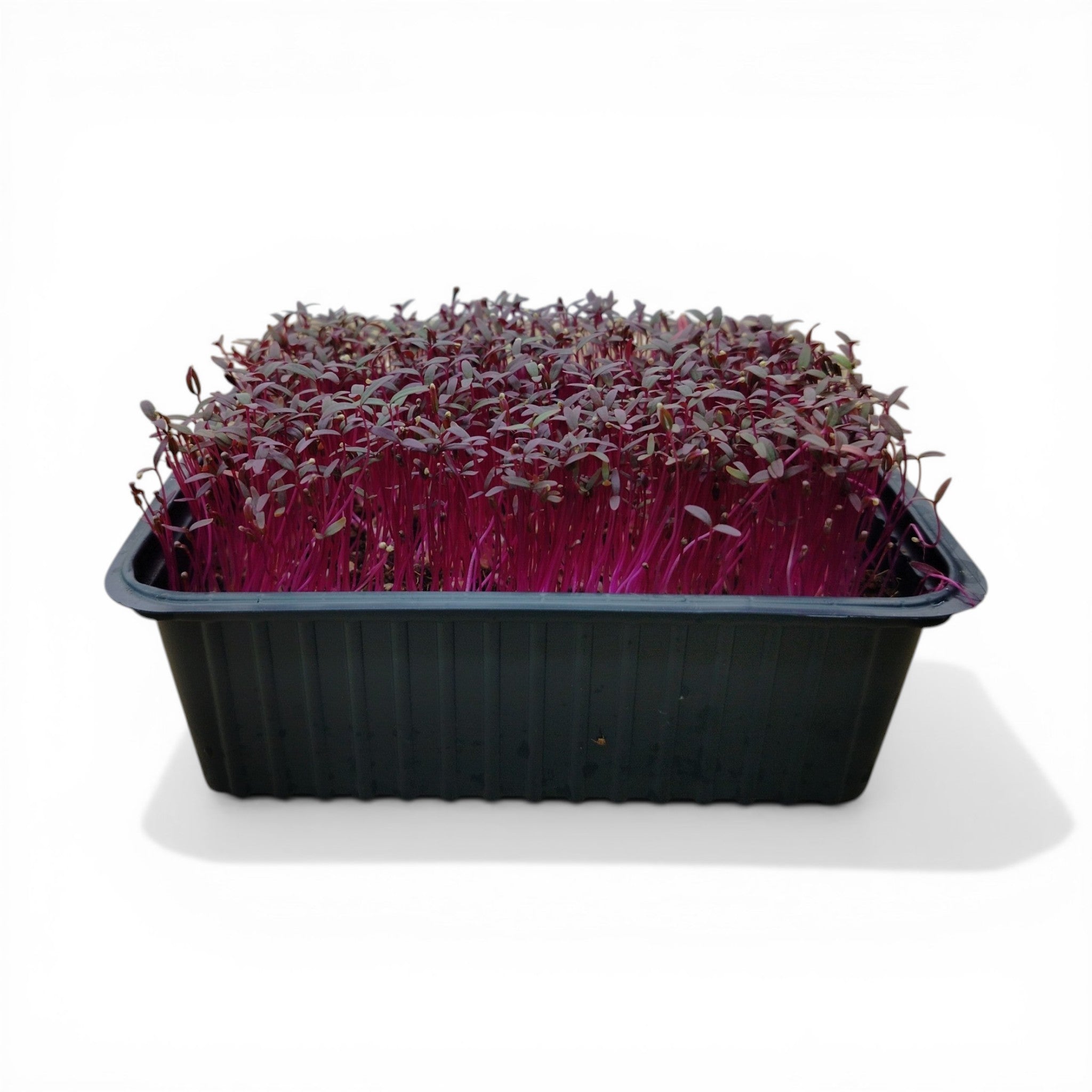 Amaranto Microgreen Vivo in Vaschetta - Freschezza Live e Colore Magnetico