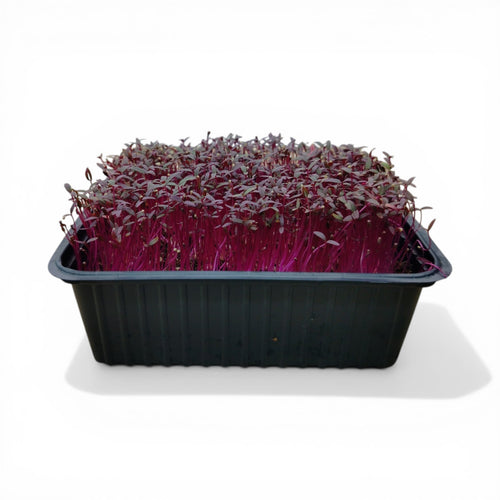 Amaranto Microgreen Vivo in Vaschetta - Freschezza Live e Colore Magnetico