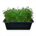 Aneto Microgreen Vivo in Vaschetta - Freschezza Aromatica e Design Piumoso