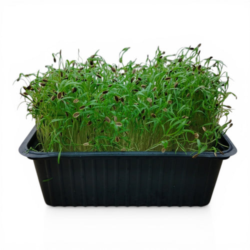 Aneto Microgreen Vivo in Vaschetta - Freschezza Aromatica e Design Piumoso