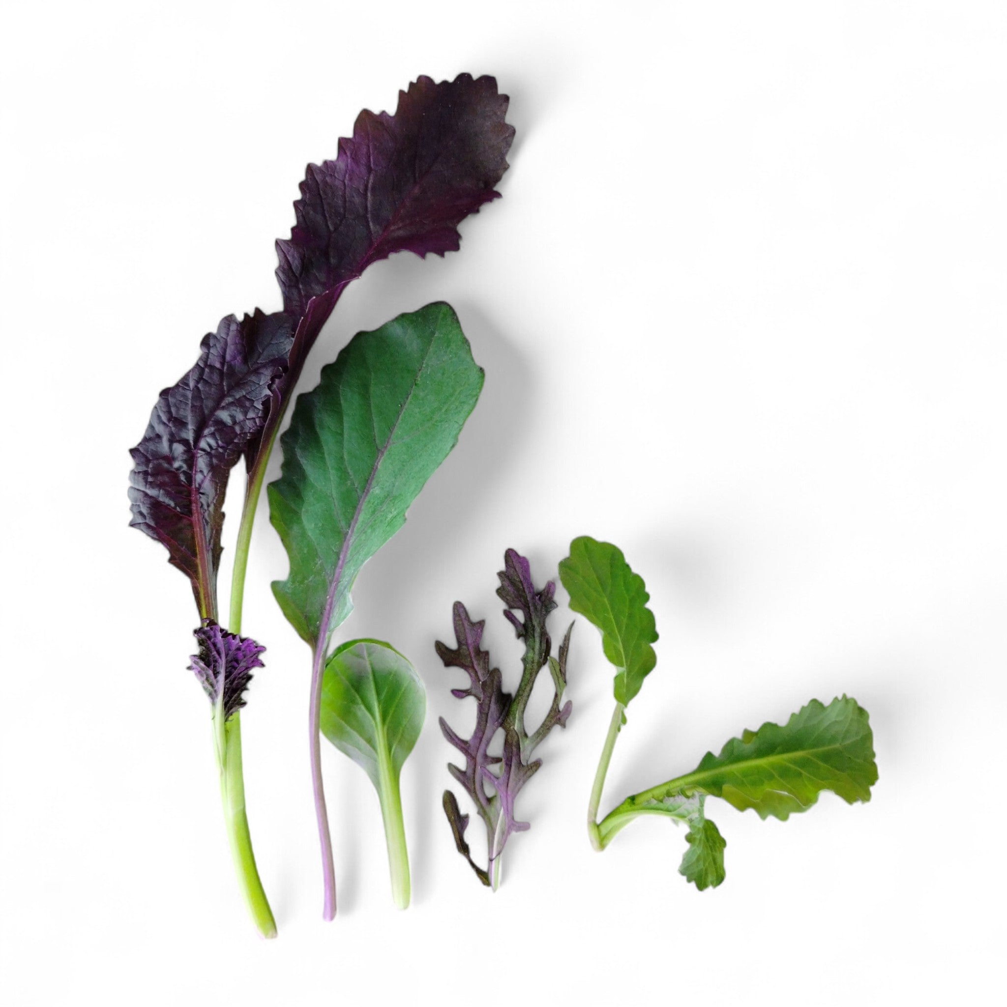 Baby Leaf Misticanza Edibile