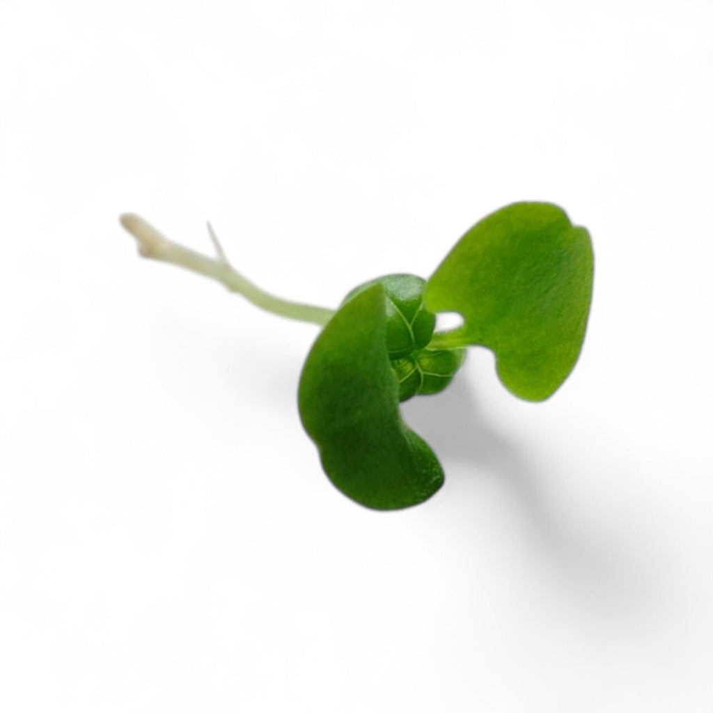 Basilico