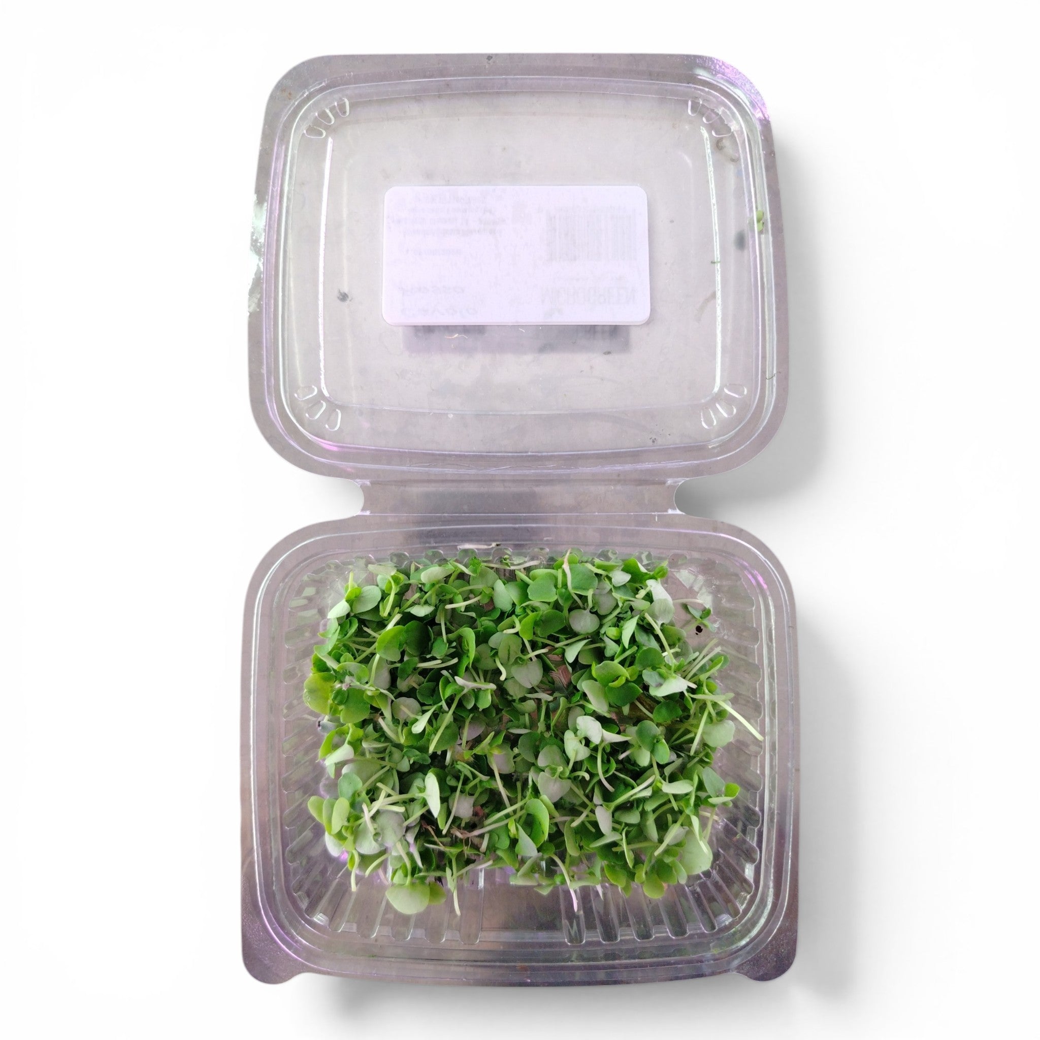 Basilico Germoglio Edibile