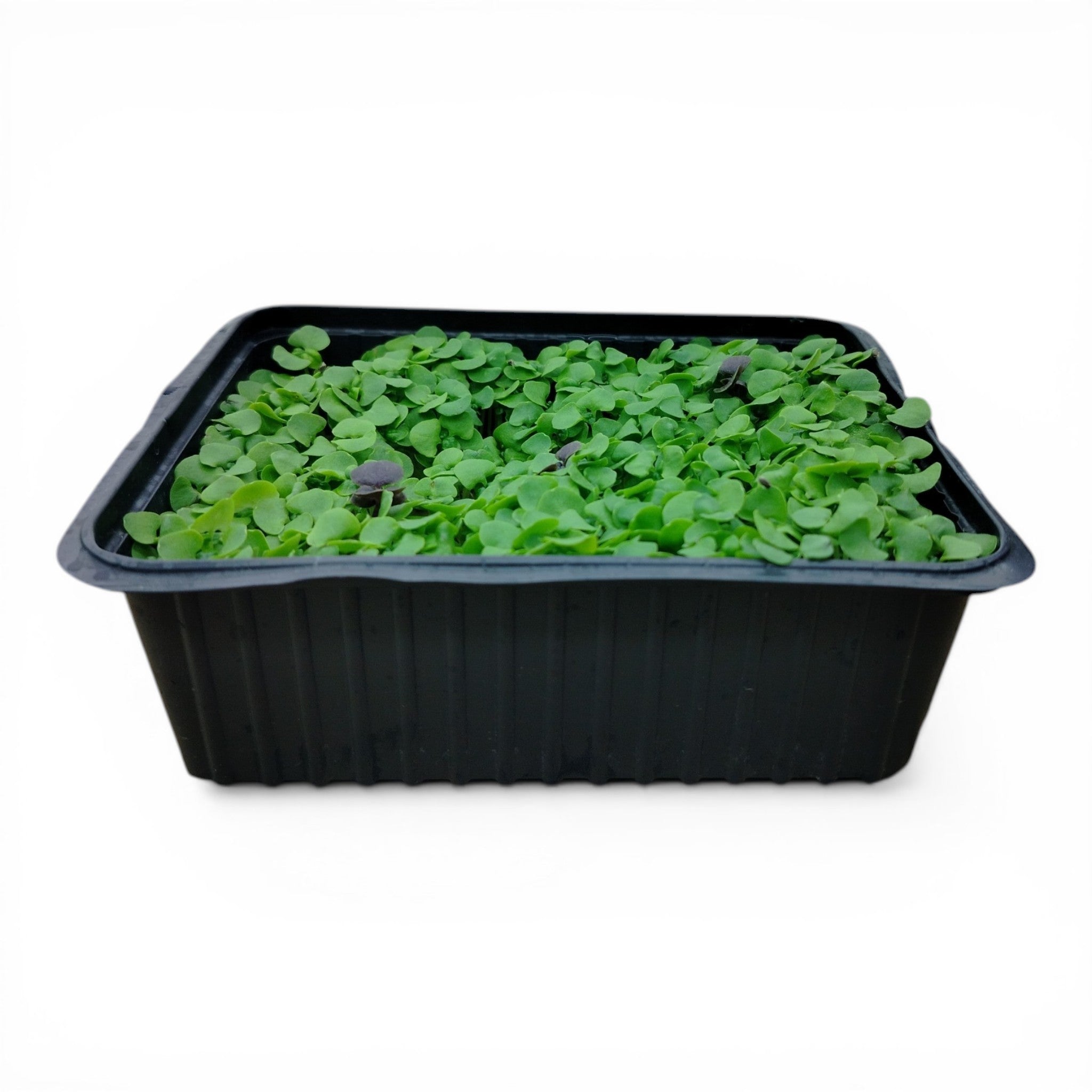 Basilico Microgreen Vivo in Vaschetta - Il Germoglio Gourmet a Potenza Massima