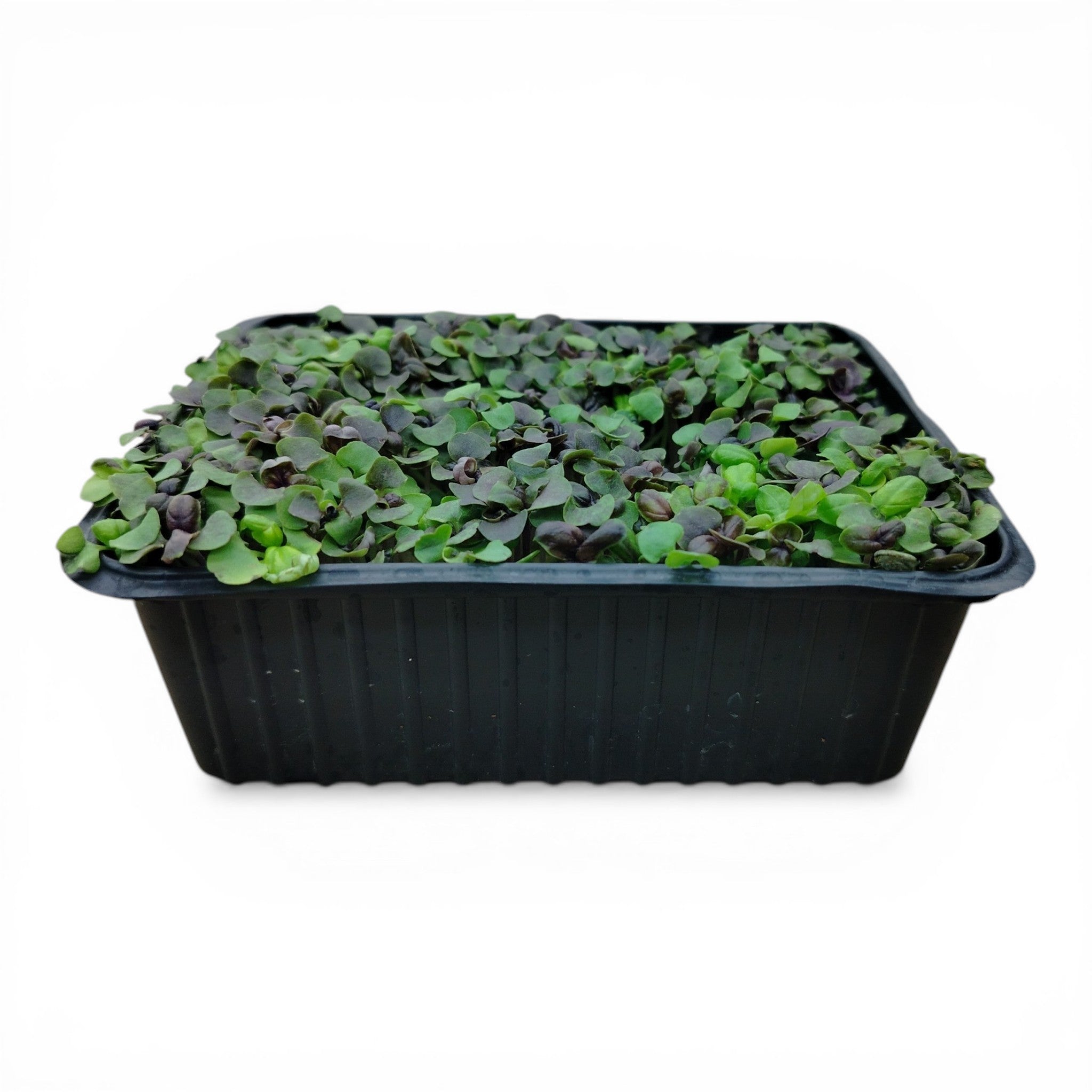 Basilico Rosso Microgreen Vivo in Vaschetta - Eleganza Cromatica e Aroma Speziato