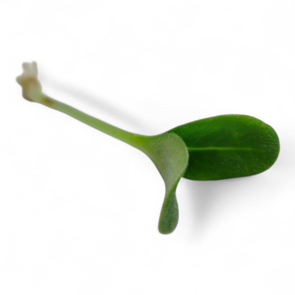 Borragine