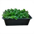 Borragine Microgreen Vivo in Vaschetta - Il Germoglio al Sapore di Mare e Cetriolo