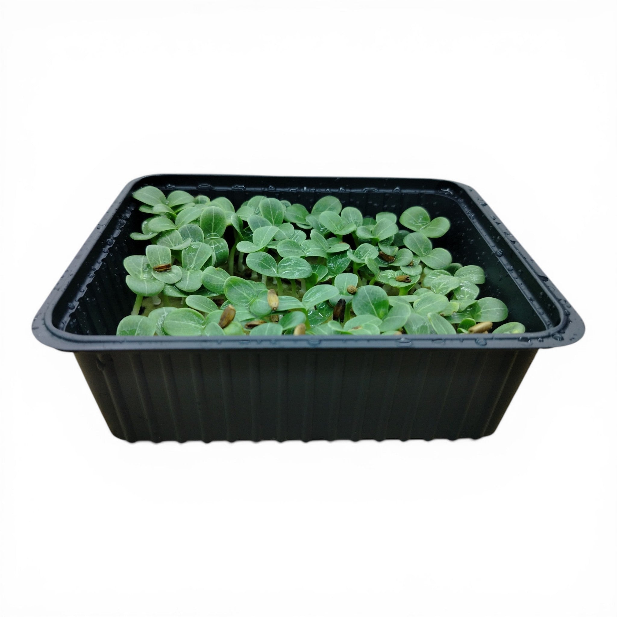 Cardo Mariano Microgreen Vivo in Vaschetta - Il Germoglio Depurativo e Gourmet