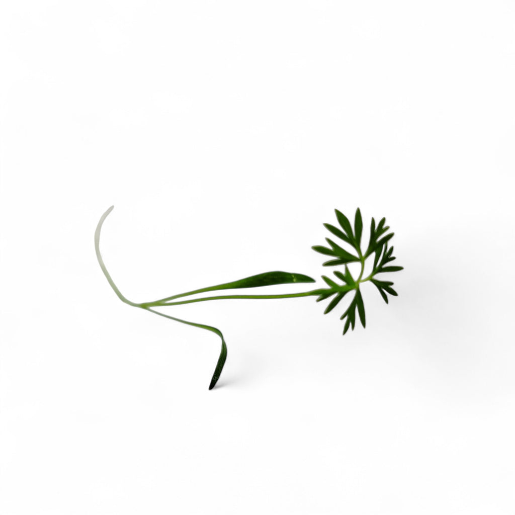Carota