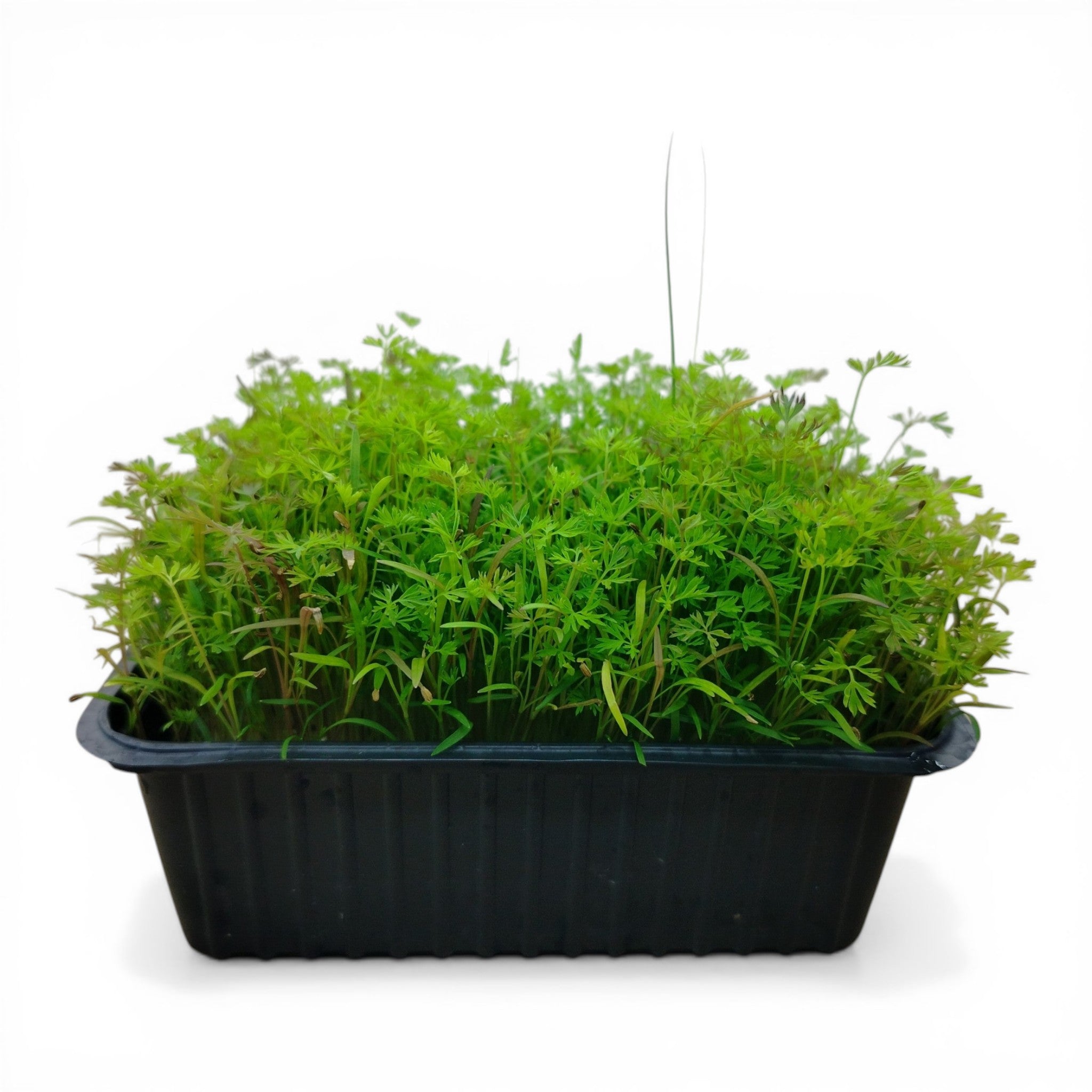 Carota Microgreen Vivo in Vaschetta - Il Pizzo Verde dalla Freschezza Infinita