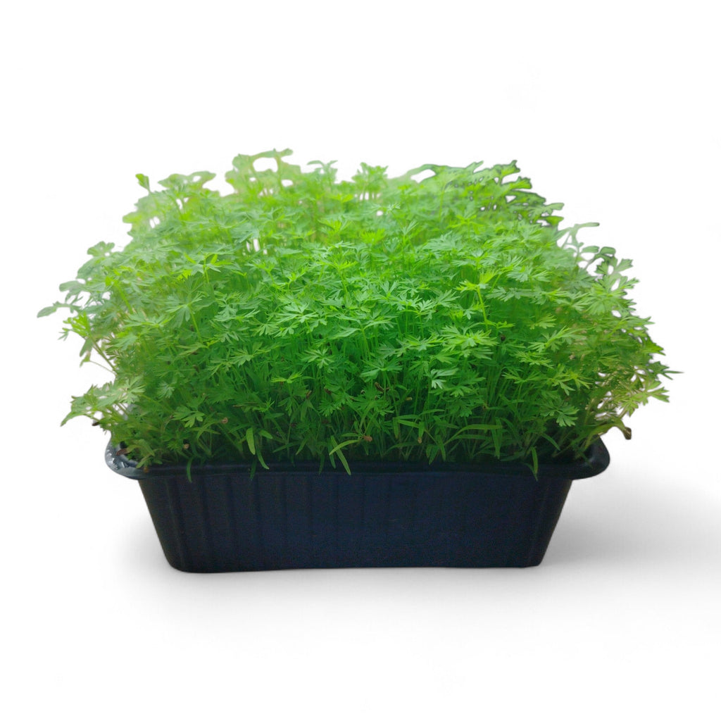 Carota Microgreen Vivo in Vaschetta