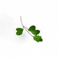 Cavolo Rosso Germoglio Edibile