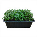 Cavolo Rosso Microgreen Vivo in Vaschetta - Il Superfood Cromatico "Live"