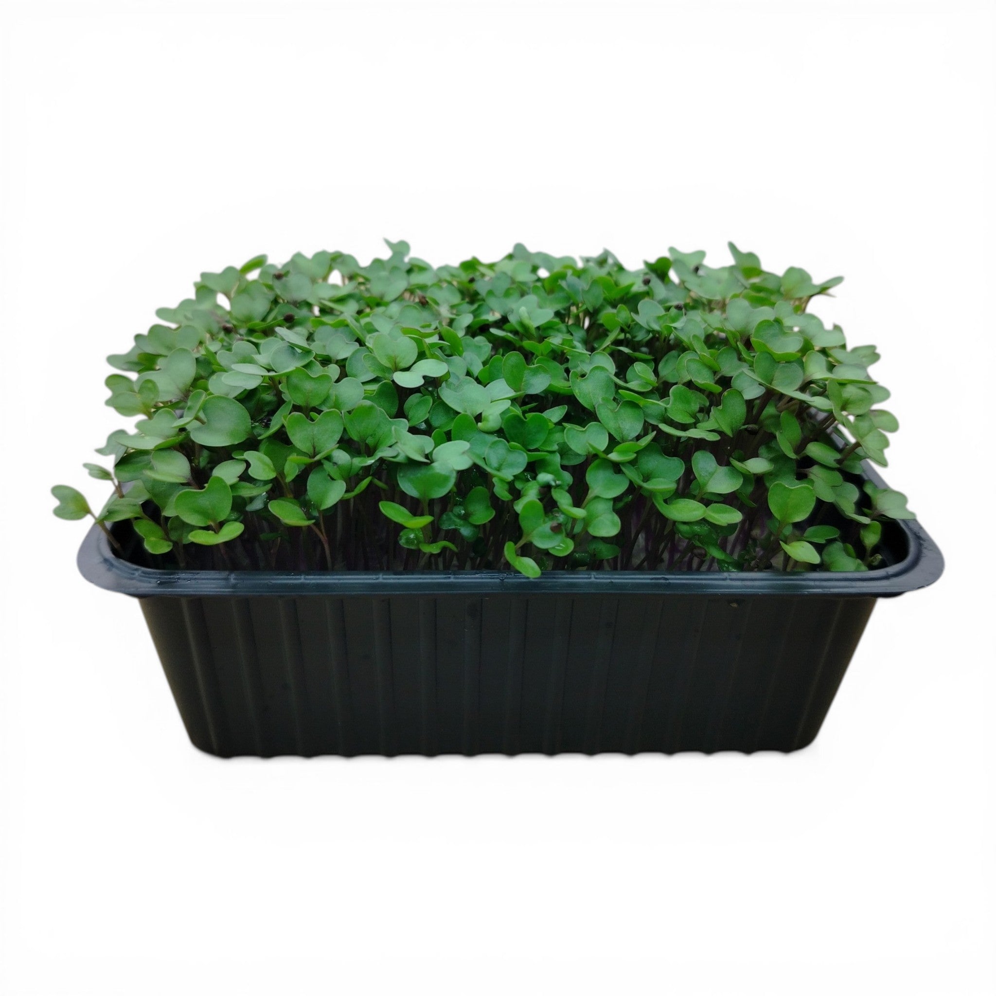 Cavolo Rosso Microgreen Vivo in Vaschetta - Il Superfood Cromatico "Live"