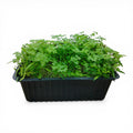 Cerfoglio Microgreen Vivo in Vaschetta - L'Eleganza Aromatica delle "Fine Herbs"