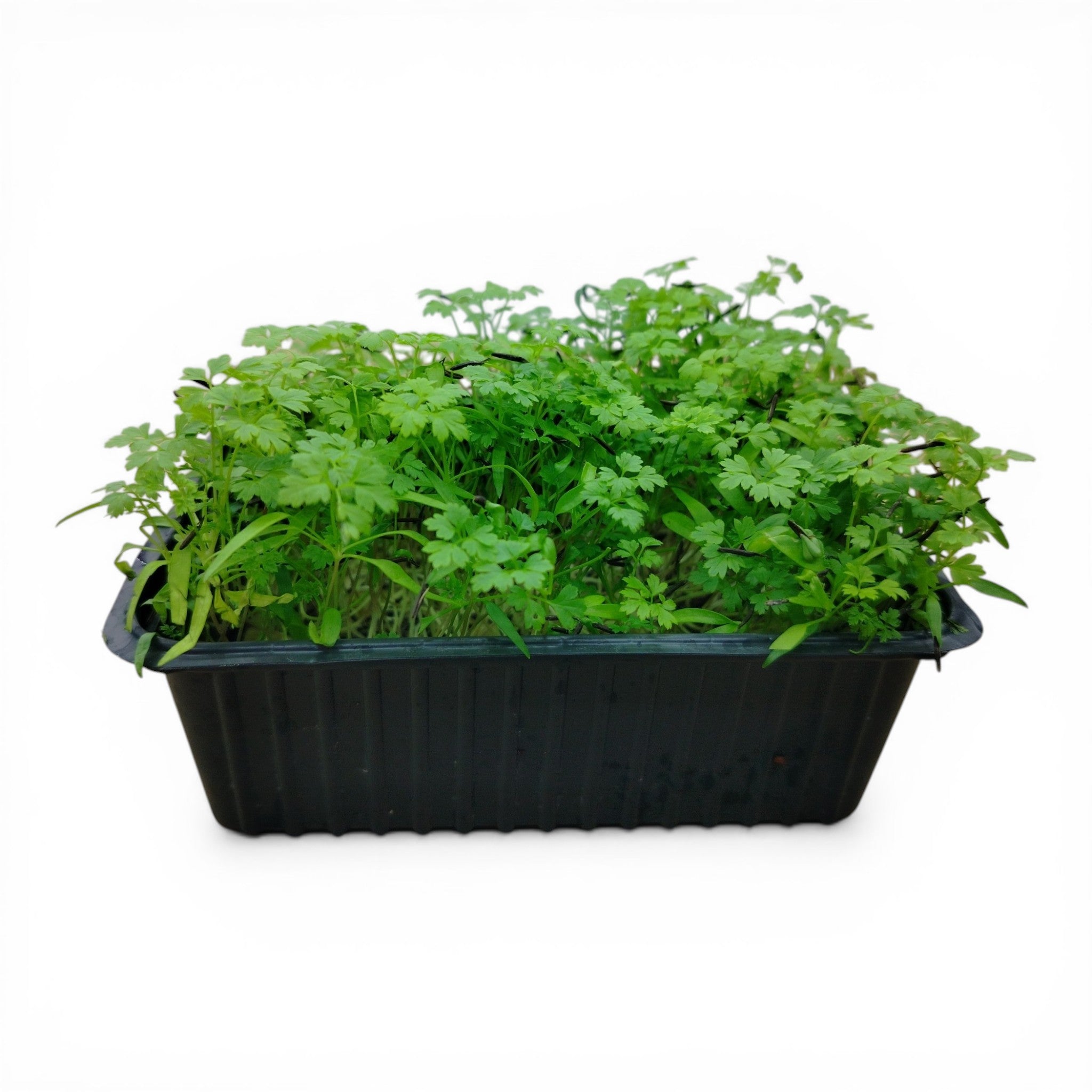 Cerfoglio Microgreen Vivo in Vaschetta - L'Eleganza Aromatica delle "Fine Herbs"