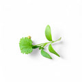 Coriandolo Germoglio Edibile