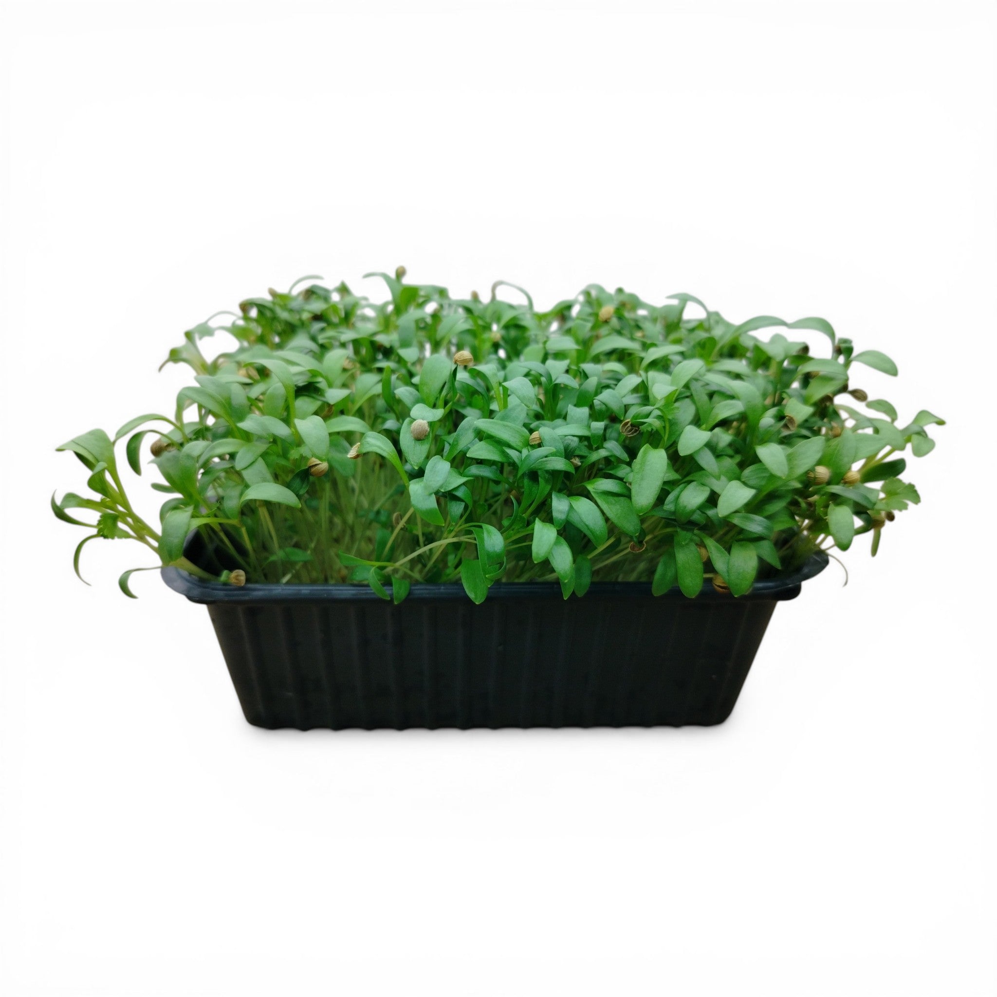 Coriandolo Microgreen Vivo in Vaschetta - Esplosione Agrumata e Freschezza Live