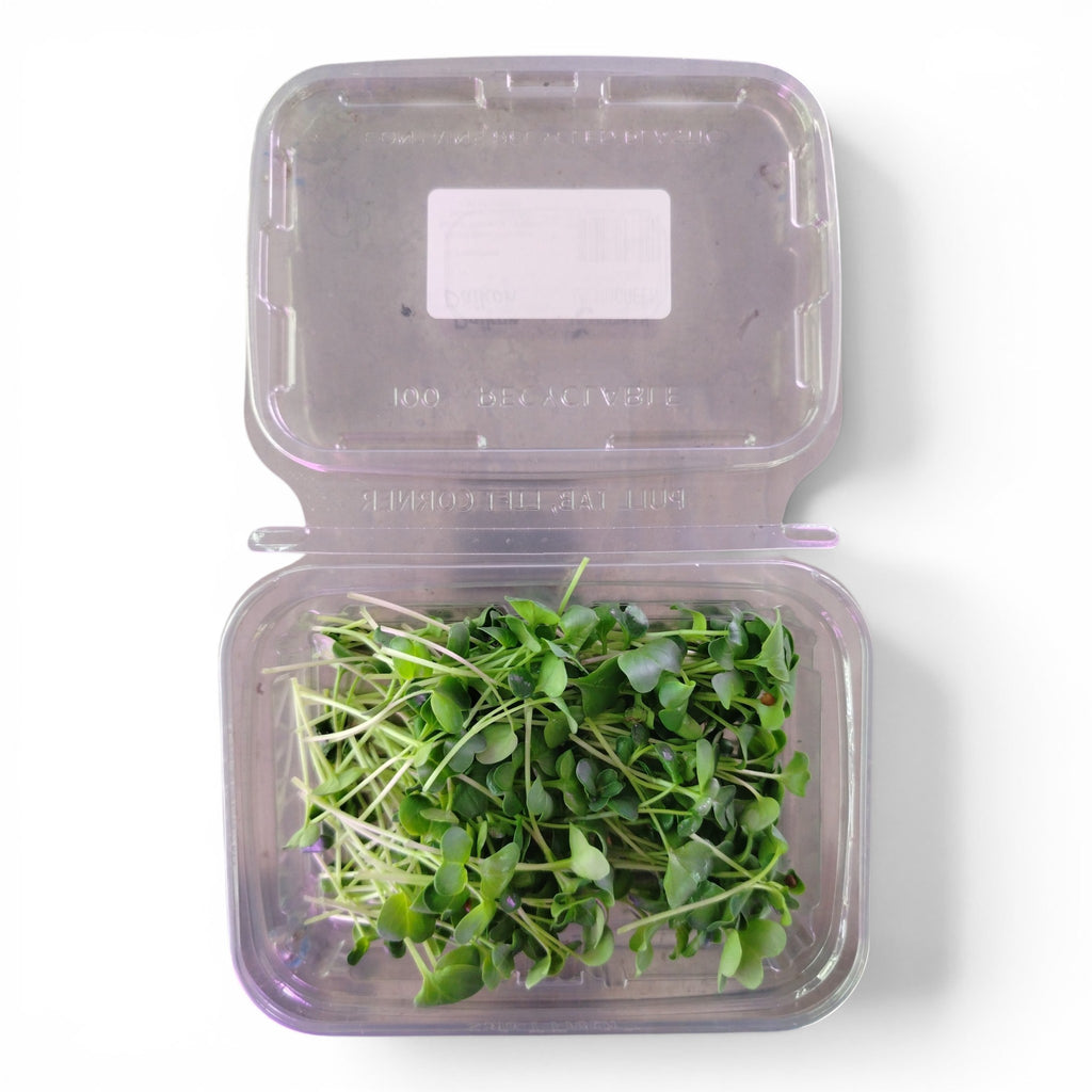 Daikon Germoglio Edibile