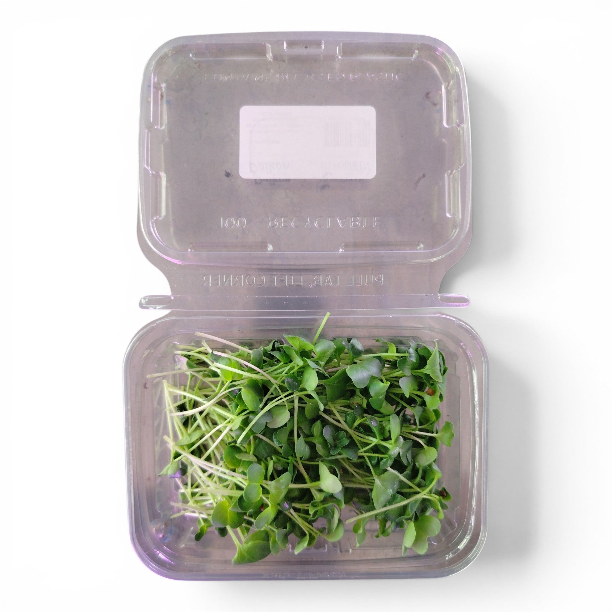 Daikon Germoglio Edibile