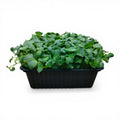 Daikon Microgreen Vivo in Vaschetta - La Piccantezza Orientale "Live"