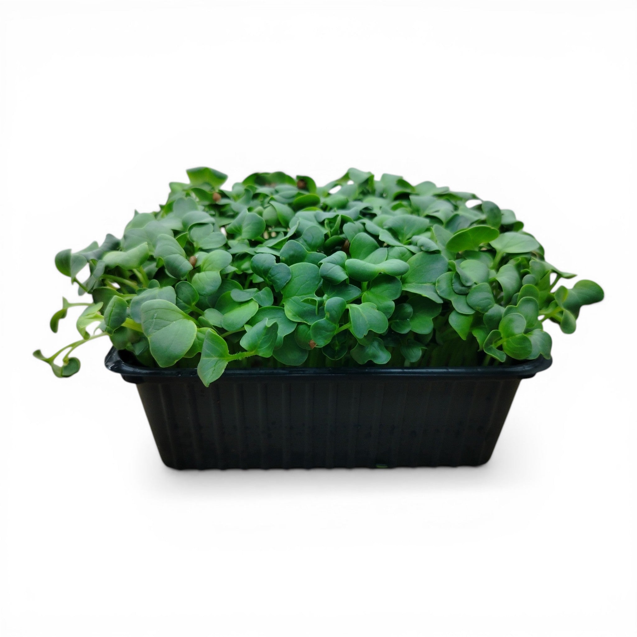 Daikon Microgreen Vivo in Vaschetta - La Piccantezza Orientale "Live"