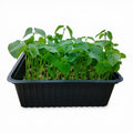 Fagiolo Microgreen Vivo in Vaschetta
