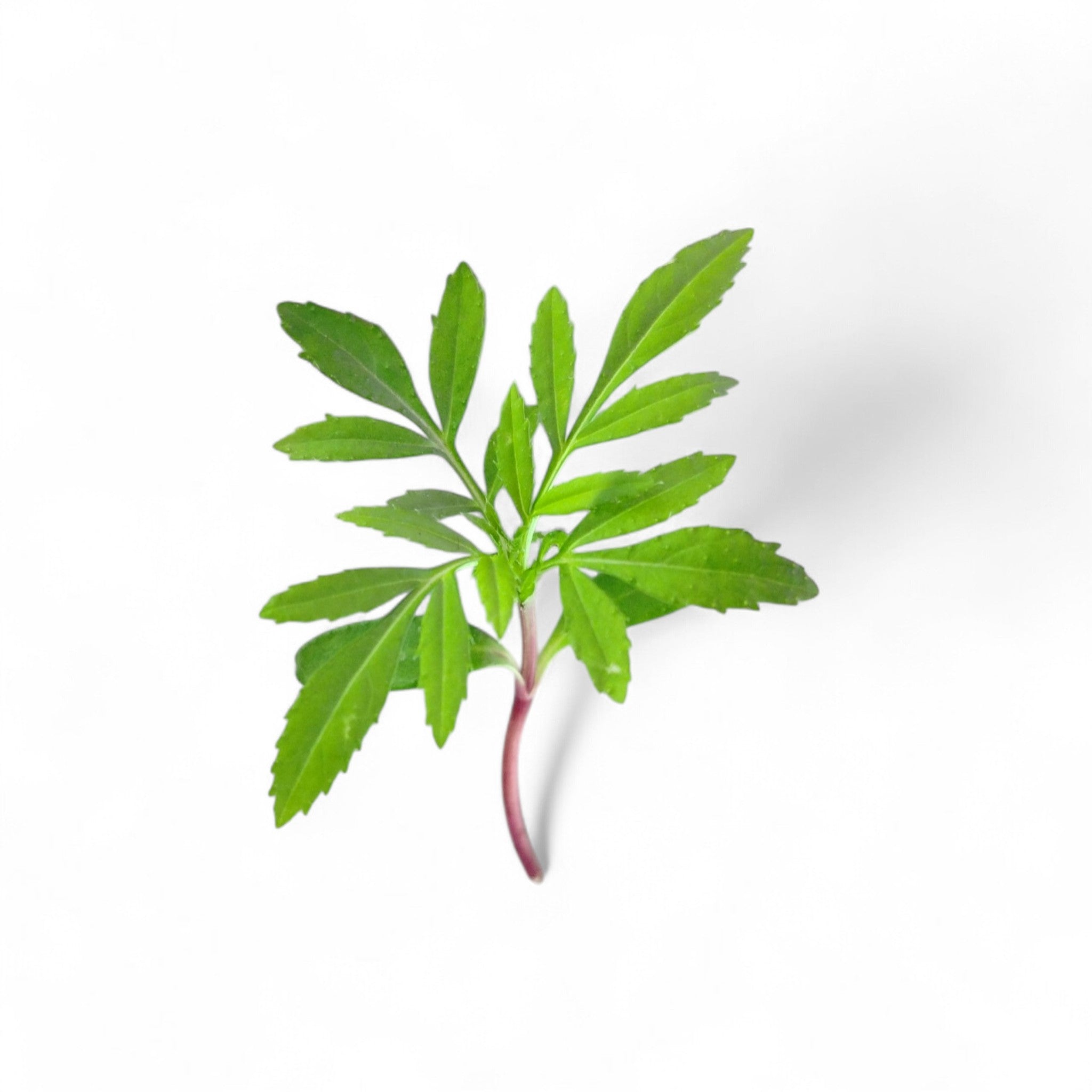 Fiore di Tagete