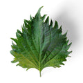 Foglia di Shiso Edibile