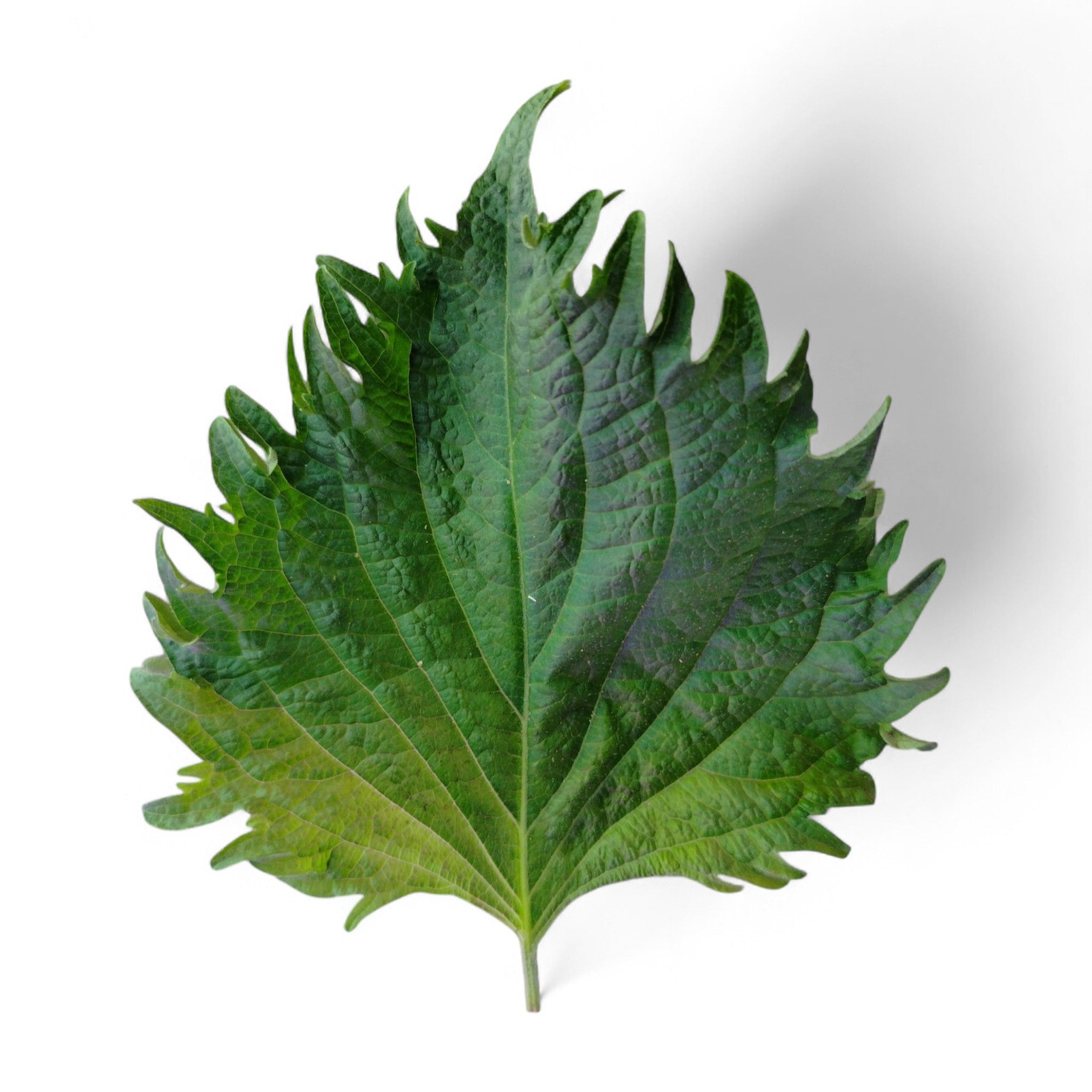 Foglia di Shiso Edibile