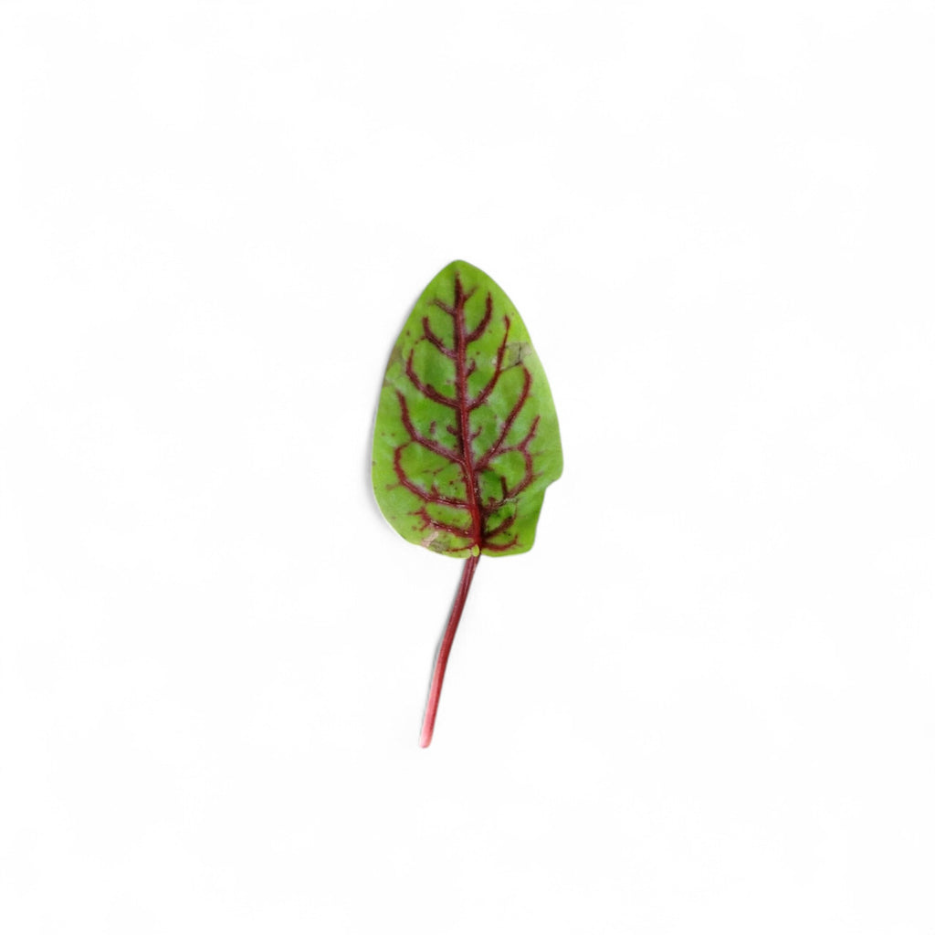 Foglie di Acetosella Edibili