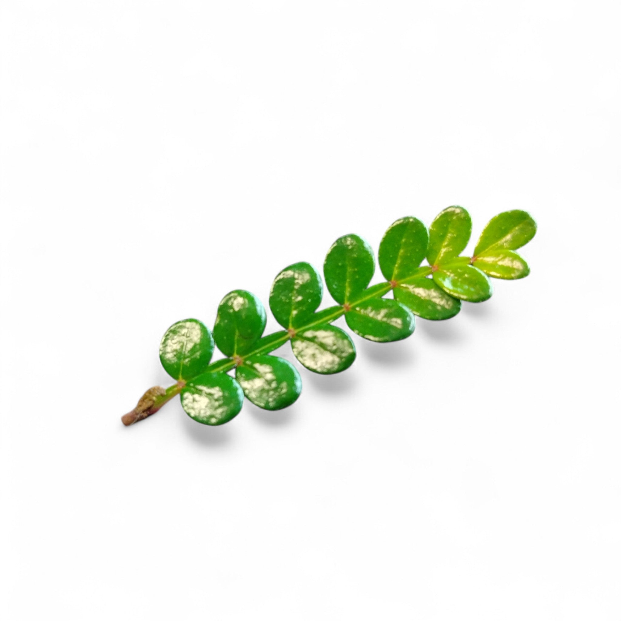 Foglie di Kinome Edibili microgreen