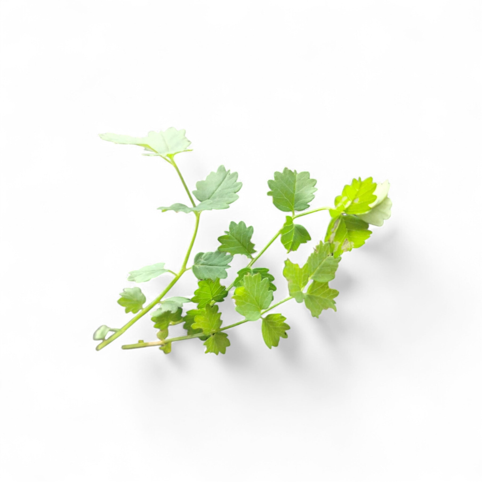 Foglie di Pimpinella Edibili