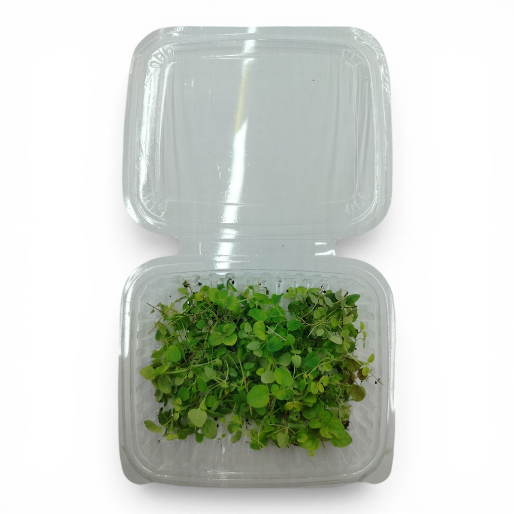 Microgreen Tagliato Origano - Germoglio Edibile