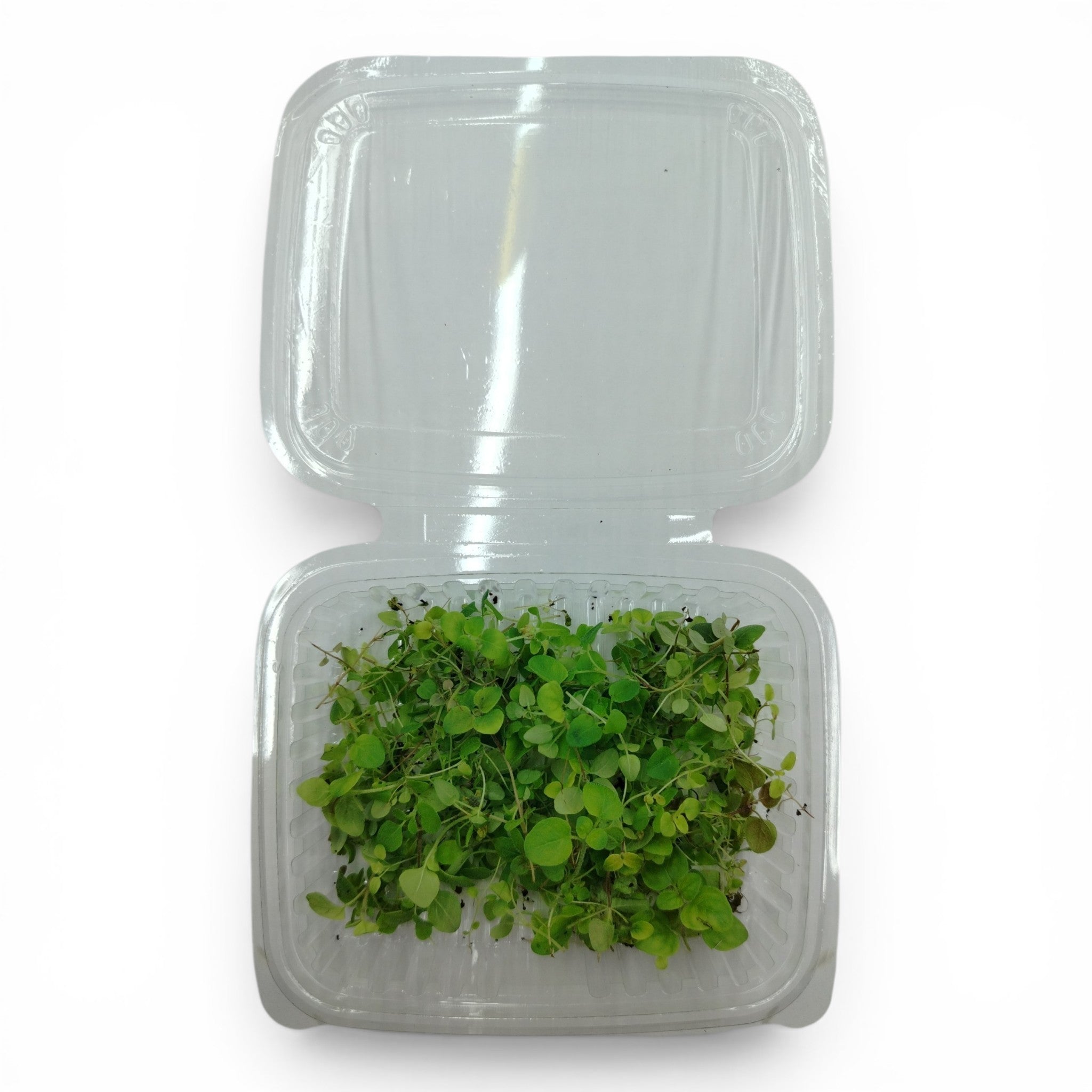 Microgreen Tagliato Origano - Germoglio Edibile