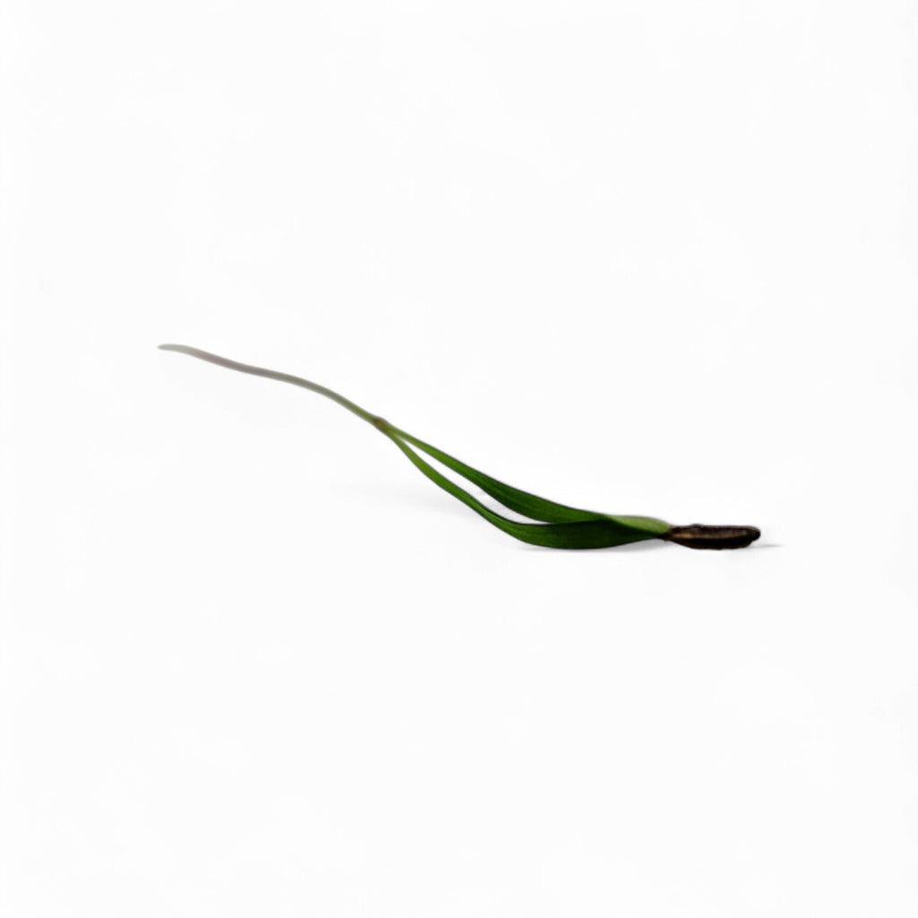 Finocchio Germoglio Edibile