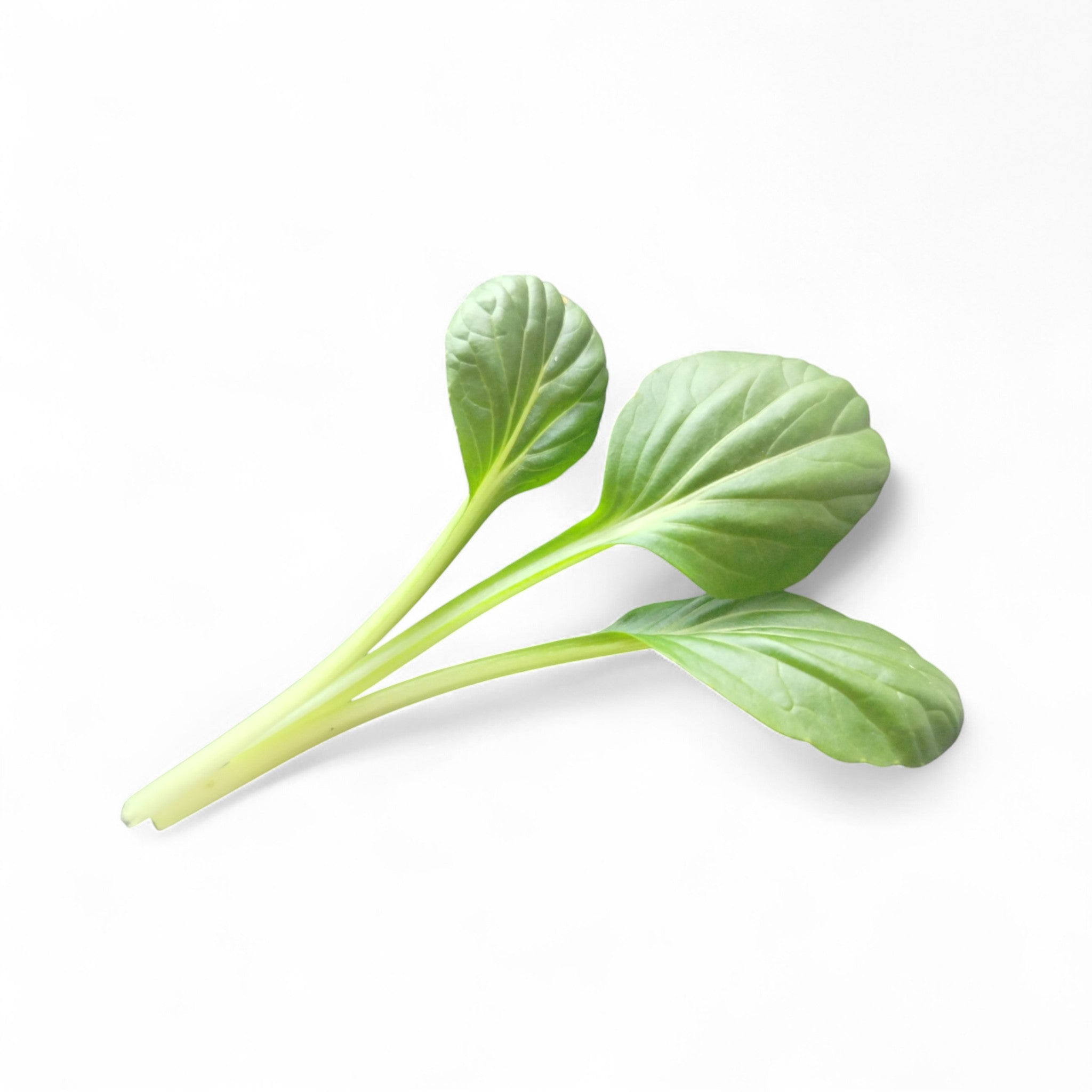 Tatzoi Baby Leaf