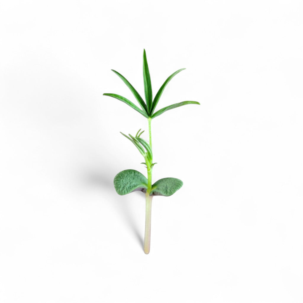 Lupini Germogli Edibili