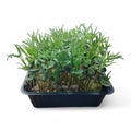 Lupino Microgreen Vivo in Vaschetta