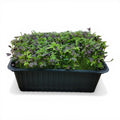 Mizuna Microgreen Vivo in Vaschetta - Il Design Giapponese dalla Freschezza Live