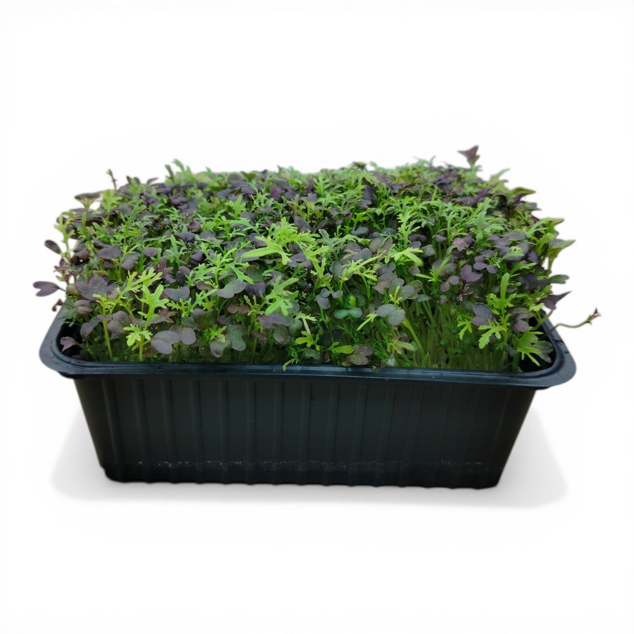Mizuna Microgreen Vivo in Vaschetta - Il Design Giapponese dalla Freschezza Live