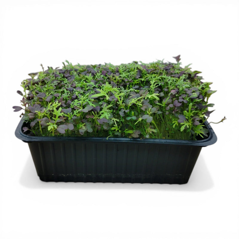 Mizuna Microgreen Vivo in Vaschetta - Il Design Giapponese dalla Freschezza Live