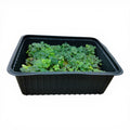 Origano Microgreen Vivo in Vaschetta - L'Essenza Mediterranea in Formato "Live"