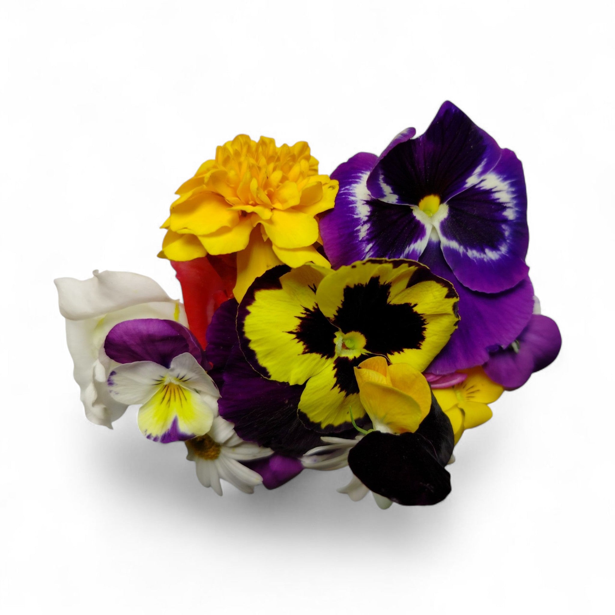 Petali di fiori freschi