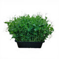 Pisello Microgreen Vivo in Vaschetta - Design a Cirri e Freschezza Primaverile