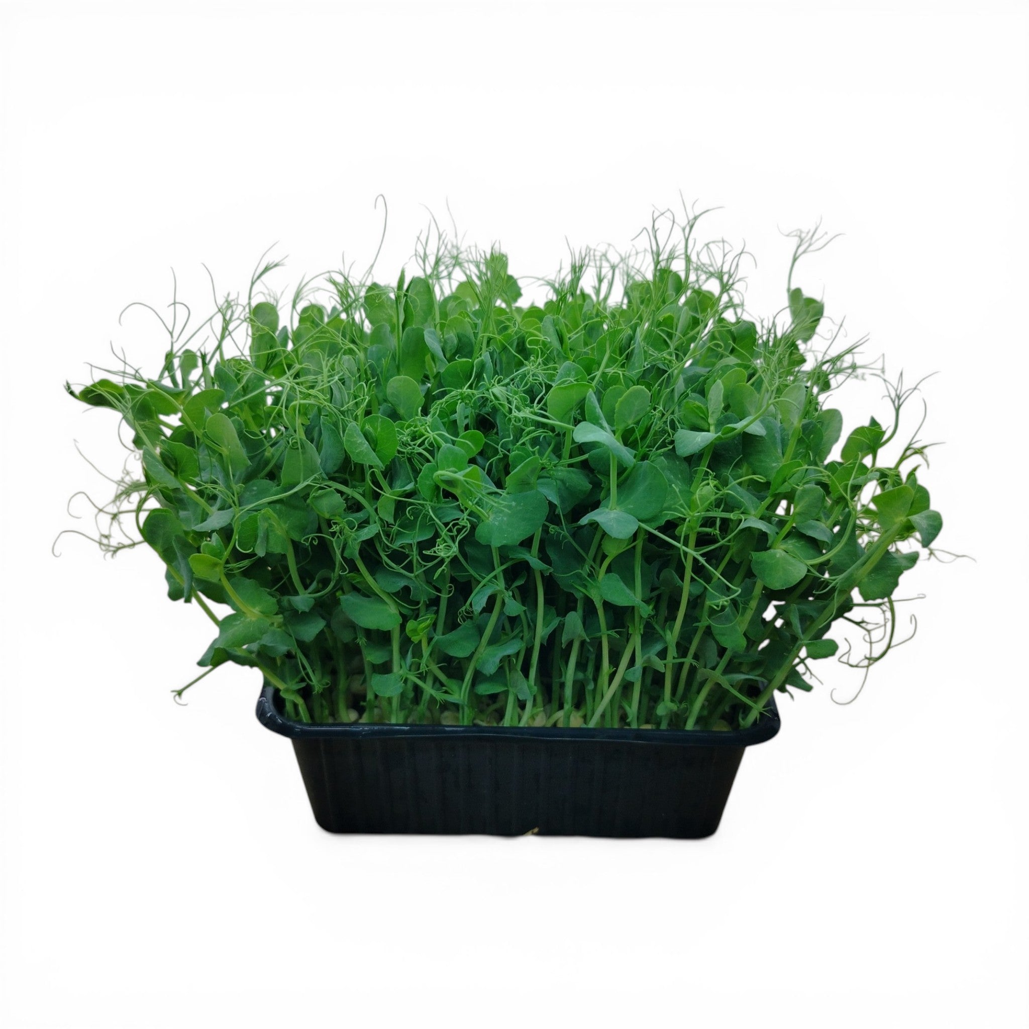 Pisello Microgreen Vivo in Vaschetta - Design a Cirri e Freschezza Primaverile
