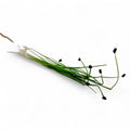 Porro Germoglio Edibile