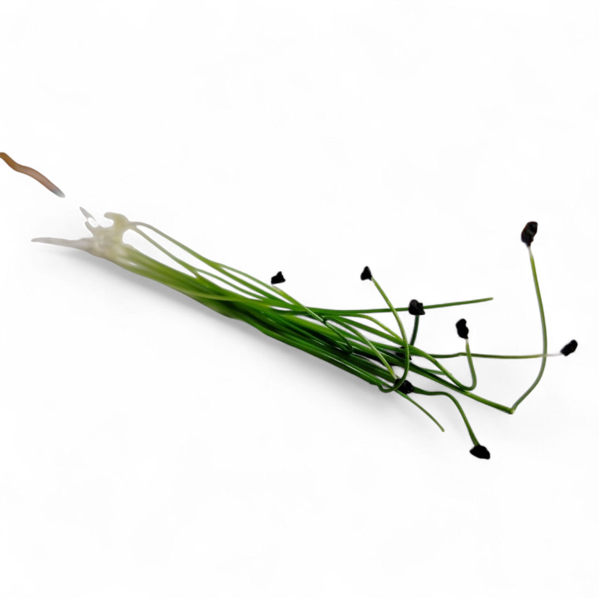 Porro Germoglio Edibile
