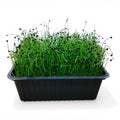 Porro Microgreen Vivo in Vaschetta - Eleganza Minimalista e Aroma Pungente